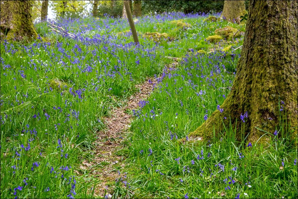 Holehird Gardens Highlands Wood, bluebells