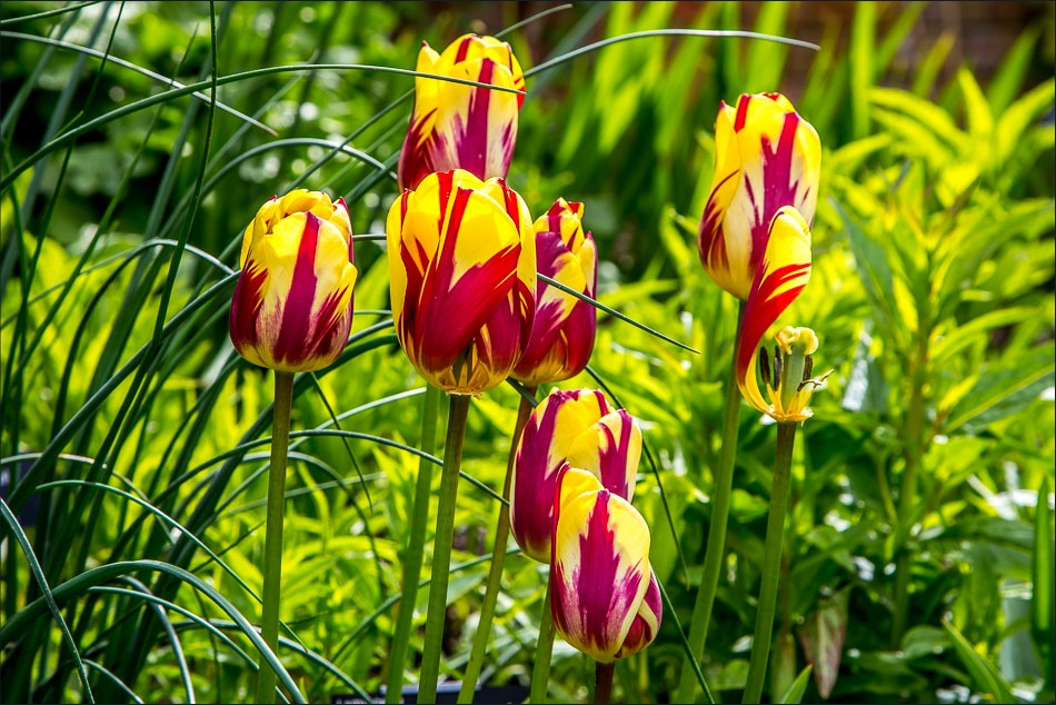 Holehird Gardens tulips