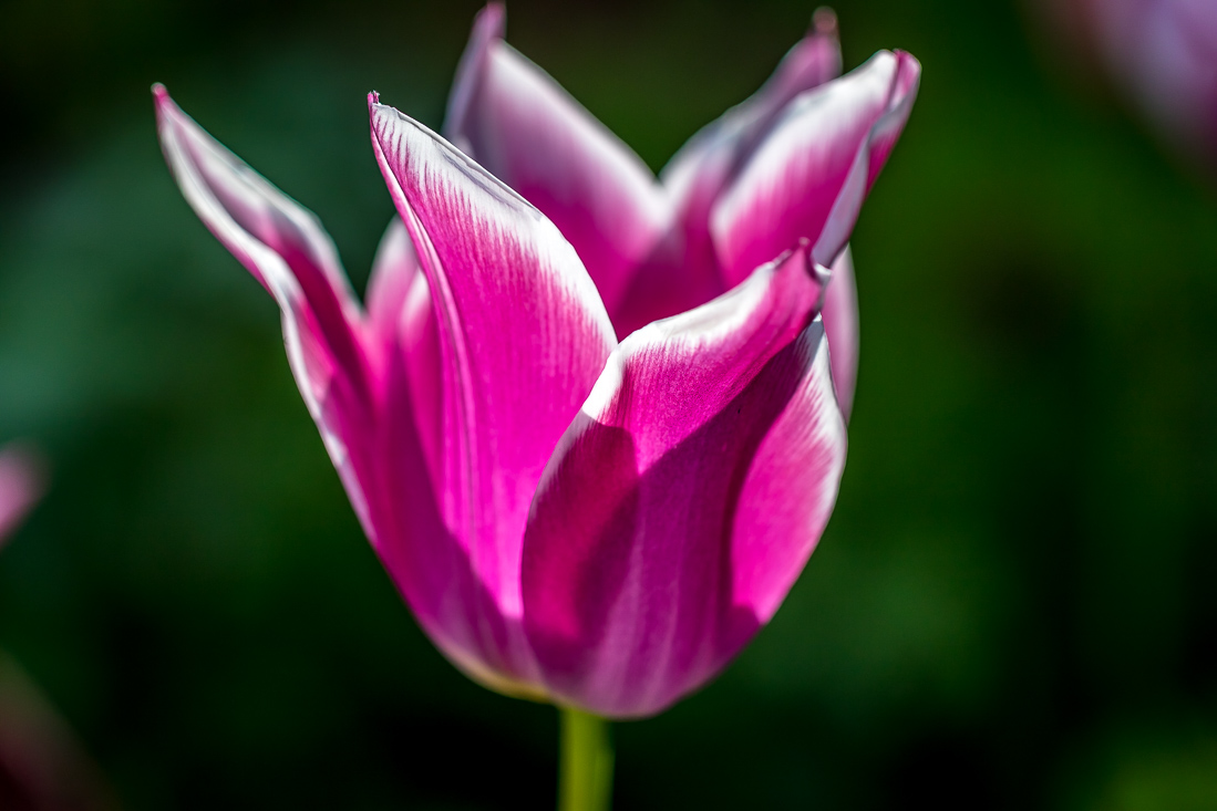 Holehird Gardens, tulip