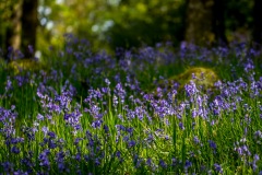 Holehird Gardens walk, bluebells