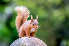 Red squirrel Lake District