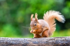 Red squirrel Lake District