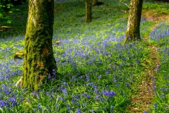 Holehird Gardens bluebells