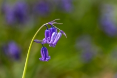 Holehird Gardens walk, bluebells