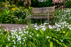 Holehird Gardens walk, wild garlic