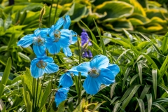 Holehird Gardens, Himalayan blue poppy
