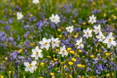 Holehird Gardens