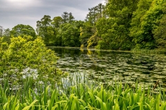 Holehird Gardens walk, tarn