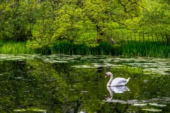 Holehird Gardens walk, tarn