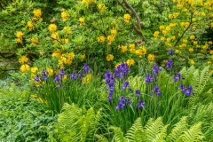 Holker Hall planting