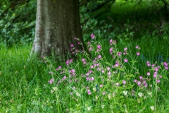 Holker Hall wild flowers