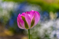 Holker Hall tulip