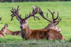 Holkham Hall walk, red deer