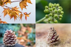 Autumn colours
