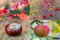 Autumn colours