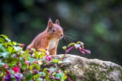 red squirrel