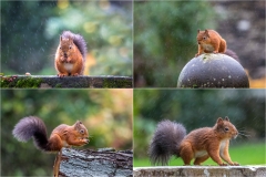 red squirrel