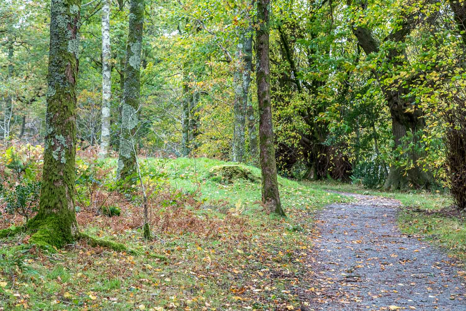 Holme Wood walk, Loweswater walk