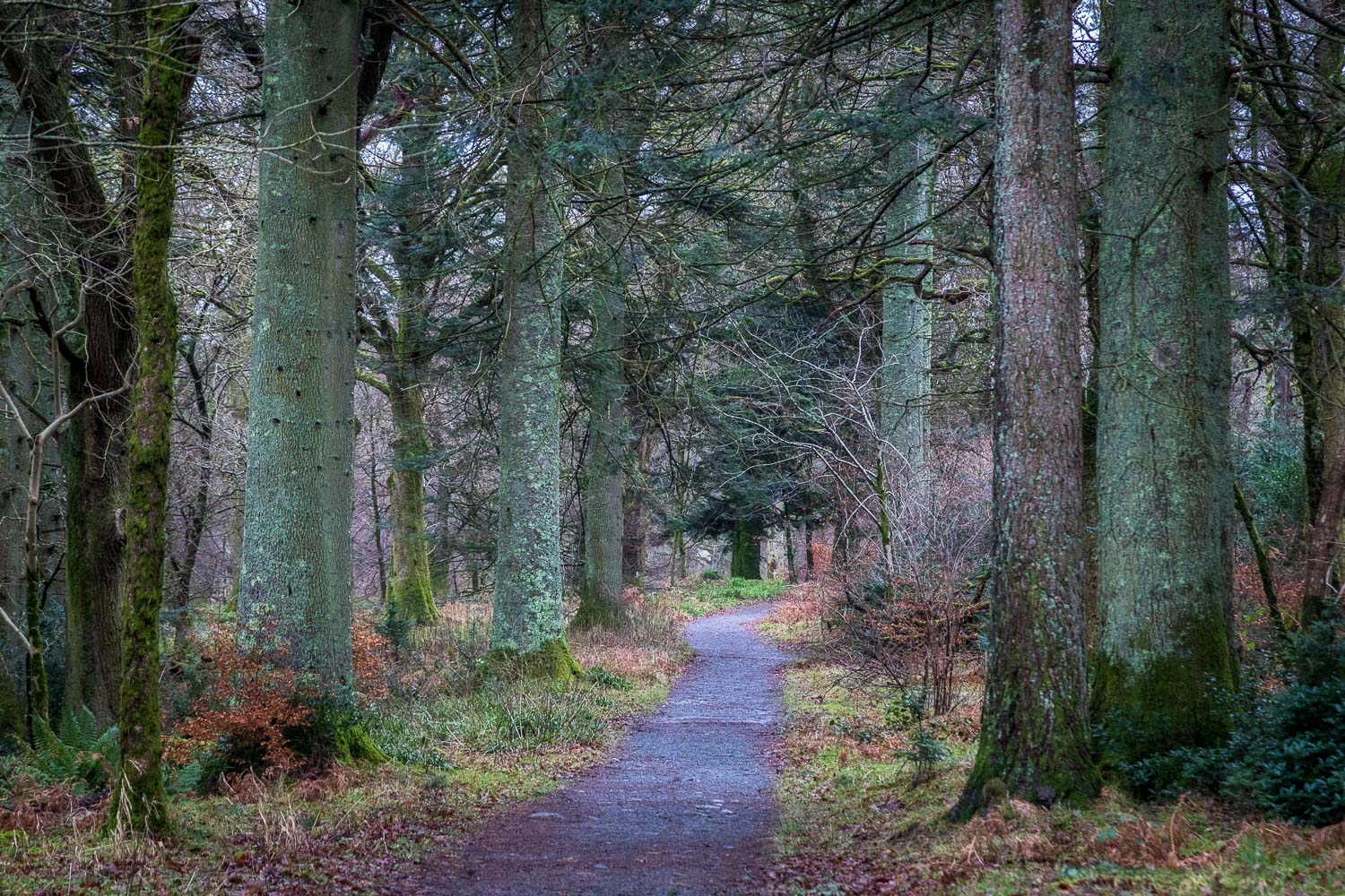 Holme Wood walk