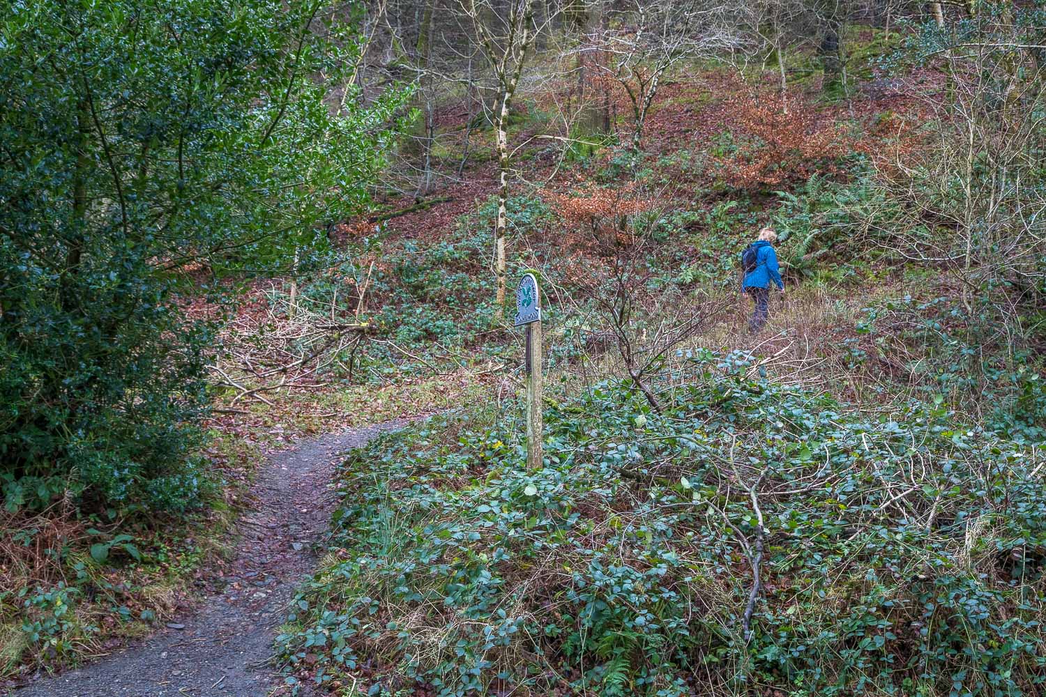 Holme Wood walk