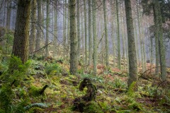 Holme Wood