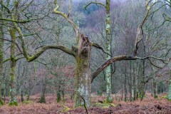 Holme Wood