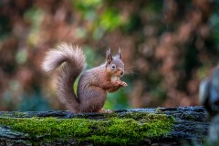 Red squirrel