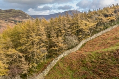 Holme Wood Loweswater