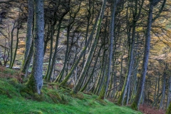 Holme Wood walk