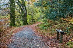 Holme Wood walk