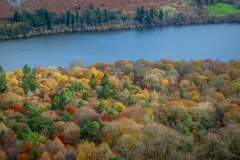 Holme Wood
