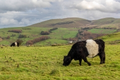 Belted galloway