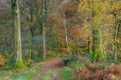 Holme Wood, autumn