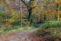 Holme Wood, autumn