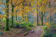 Holme Wood, autumn