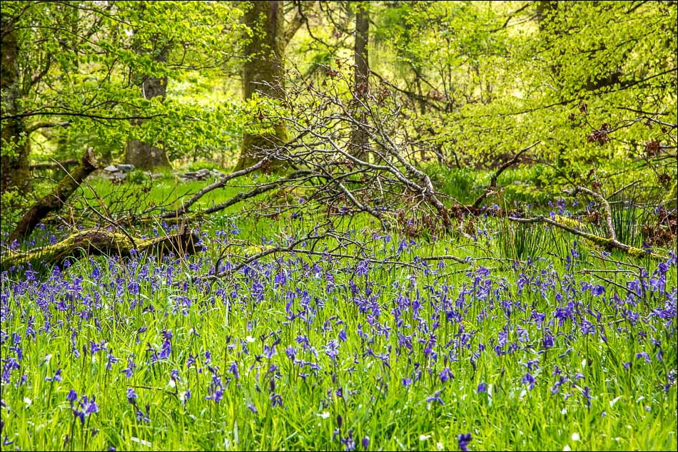 bluebells in Holme Wood Loweswater