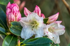 Rhododendron