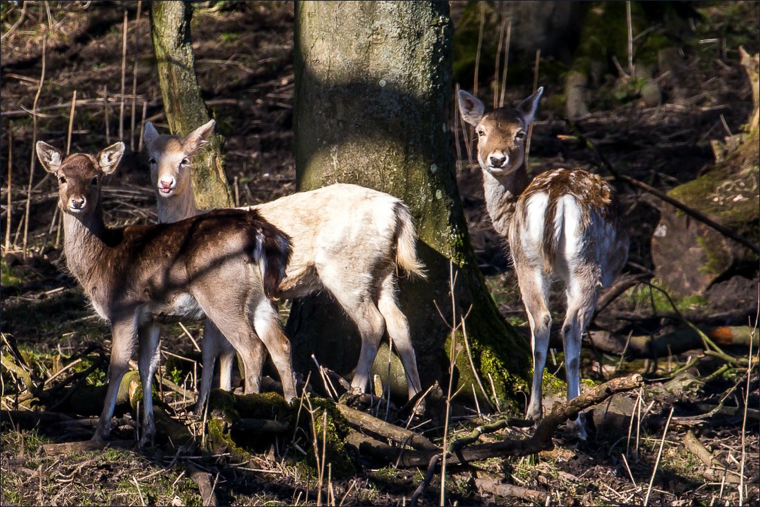 Ebberston fallow deer Ebberston fallow deer
