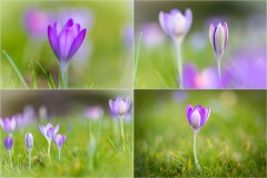 Crocus