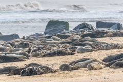 grey seal