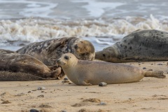 grey seal