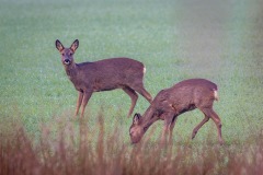 Roe deer