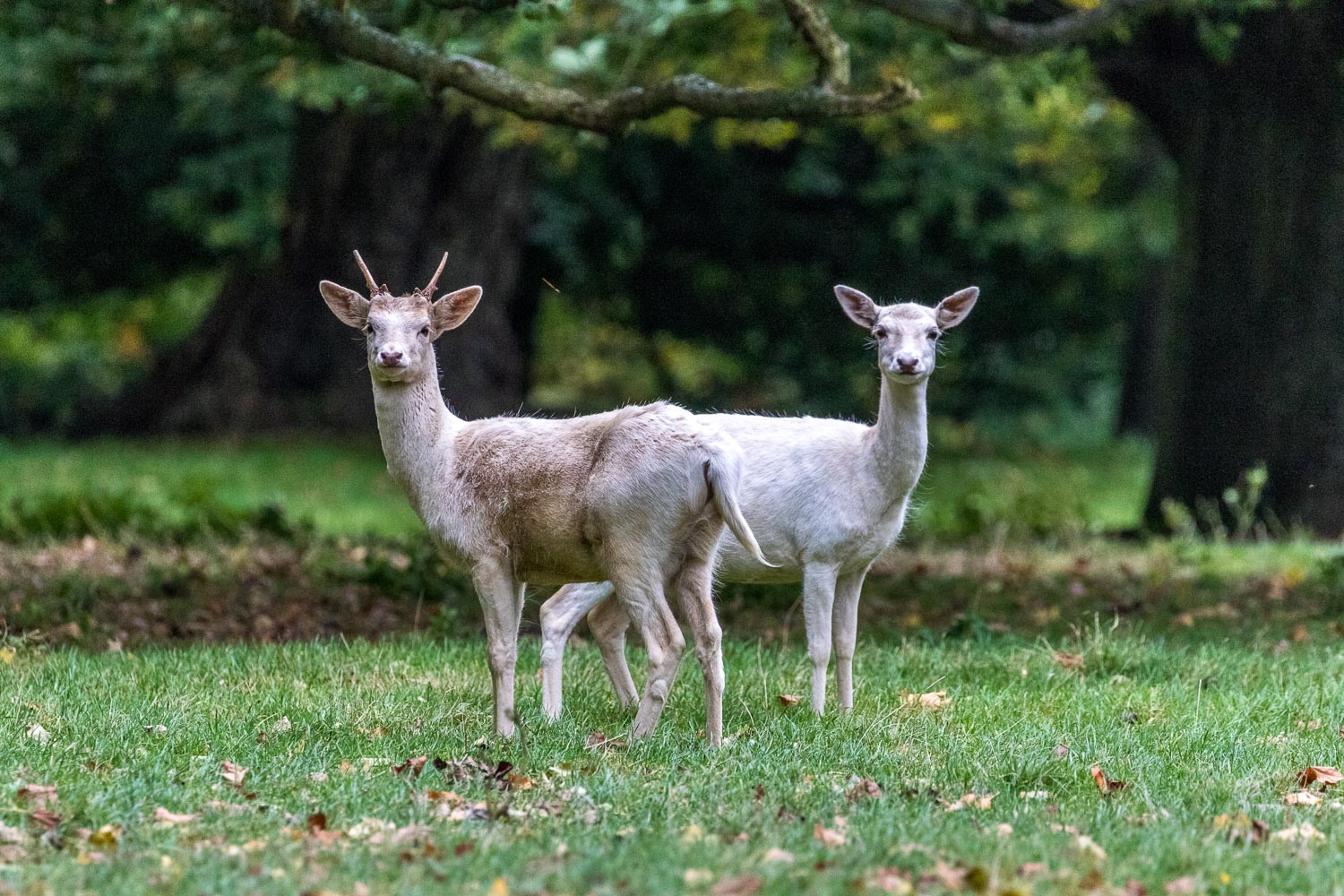 Houghton Hall white deer