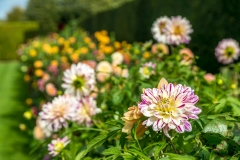 Houghton Hall dahlia