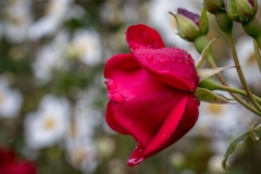 Howick Hall, Howick Hall Garden