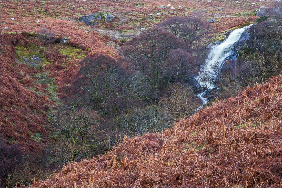 Scalehow Force