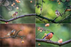 garden birds