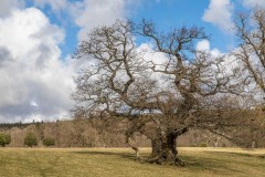 Hulne Park, trees