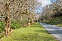 Hulne Park, dawn redwood