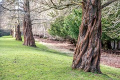 dawn redwood, Hulne Park